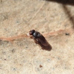 Unidentified Other true fly at Mount Painter - 12 Aug 2019 by CathB