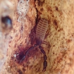 Conicochernes sp. (genus) (Chernetid Pseudoscorpion) at Cook, ACT - 12 Aug 2019 by CathB