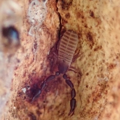 Conicochernes sp. (genus) (Chernetid Pseudoscorpion) at Cook, ACT - 12 Aug 2019 by CathB