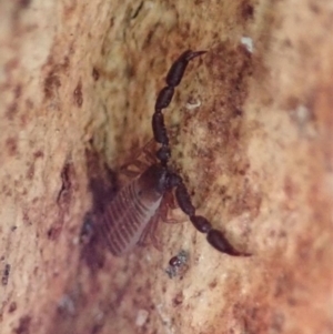 Conicochernes sp. (genus) at Cook, ACT - 12 Aug 2019