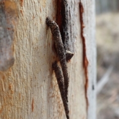 Psychidae (family) IMMATURE (Unidentified case moth or bagworm) at Aranda, ACT - 11 Aug 2019 by CathB