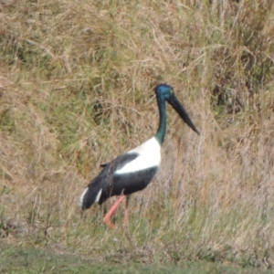 Ephippiorhynchus asiaticus at Cooroy, QLD - suppressed