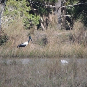 Ephippiorhynchus asiaticus at Cooroy, QLD - suppressed