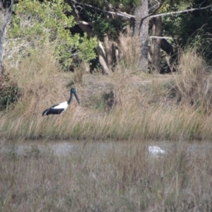 Ephippiorhynchus asiaticus at Cooroy, QLD - 5 Aug 2019