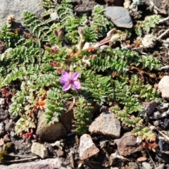 Erodium cicutarium (Common Storksbill, Common Crowfoot) at Yass River, NSW - 13 Aug 2019 by SenexRugosus