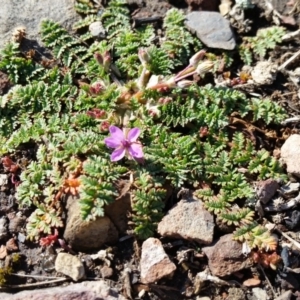 Erodium cicutarium at Yass River, NSW - 13 Aug 2019 02:26 PM