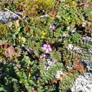 Erodium cicutarium at Yass River, NSW - 13 Aug 2019 02:26 PM