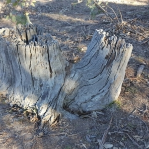 Papyrius nitidus at Symonston, ACT - suppressed