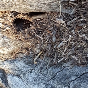 Papyrius nitidus at Symonston, ACT - suppressed