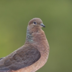 Macropygia phasianella (Brown Cuckoo-dove) at Merimbula, NSW - 13 Aug 2019 by Leo