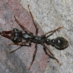 Myrmecia sp. (genus) (Bull ant or Jack Jumper) at Lilli Pilli, NSW - 10 Aug 2019 by jb2602