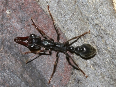 Myrmecia sp. (genus) (Bull ant or Jack Jumper) at Lilli Pilli, NSW - 10 Aug 2019 by jb2602