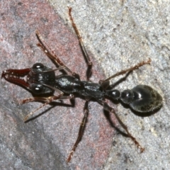 Myrmecia pyriformis at Lilli Pilli, NSW - 10 Aug 2019 10:06 PM