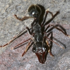 Myrmecia pyriformis at Lilli Pilli, NSW - 10 Aug 2019 10:06 PM