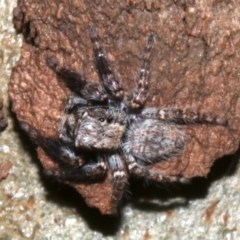 Servaea incana (Hoary Servaea) at Lilli Pilli, NSW - 10 Aug 2019 by jb2602