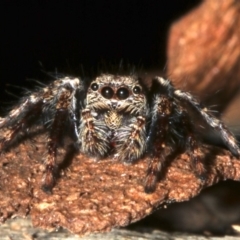 Servaea incana at Lilli Pilli, NSW - 10 Aug 2019