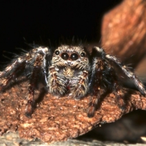 Servaea incana at Lilli Pilli, NSW - 10 Aug 2019