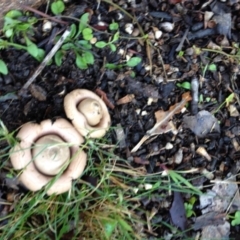 Geastrum sp. (Geastrum sp.) at Akolele, NSW - 8 Jul 2019 by Ascher