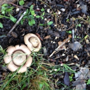 Geastrum sp. at Akolele, NSW - 8 Jul 2019 01:51 PM