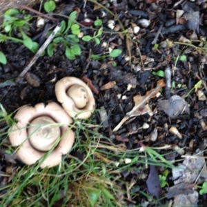 Geastrum sp. (genus) at Akolele, NSW - 8 Jul 2019 01:51 PM