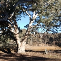 Eucalyptus melliodora (Yellow Box) at Jerrabomberra, ACT - 13 Aug 2019 by Mike