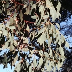 Eucalyptus melliodora at Callum Brae - 13 Aug 2019 03:27 PM