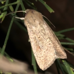 Mythimna (Pseudaletia) convecta (Common Armyworm) at Lilli Pilli, NSW - 10 Aug 2019 by jb2602