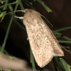 Mythimna (Pseudaletia) convecta at Lilli Pilli, NSW - 10 Aug 2019