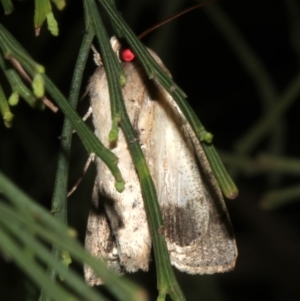 Mythimna (Pseudaletia) convecta at Lilli Pilli, NSW - 10 Aug 2019