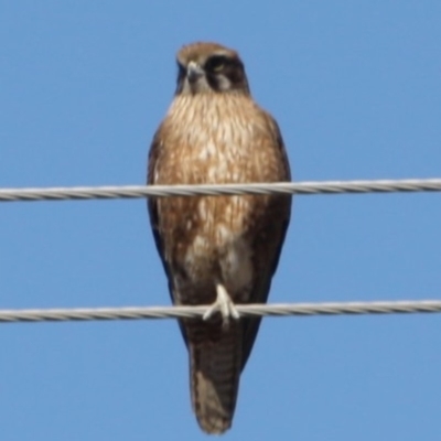 Falco berigora (Brown Falcon) at Braidwood, NSW - 13 Aug 2019 by LisaH