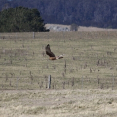 Falco berigora at Braidwood, NSW - 13 Aug 2019 02:18 PM