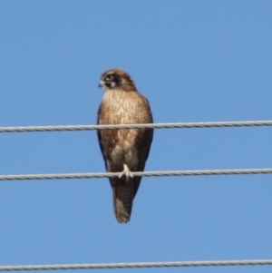 Falco berigora at Braidwood, NSW - 13 Aug 2019