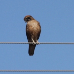 Falco berigora at Braidwood, NSW - 13 Aug 2019 02:18 PM