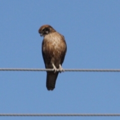 Falco berigora at Braidwood, NSW - 13 Aug 2019