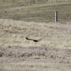 Falco berigora at Braidwood, NSW - 13 Aug 2019 02:18 PM