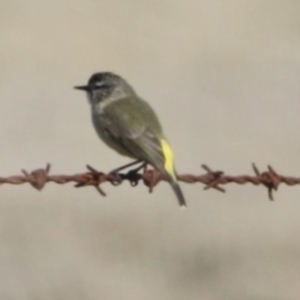 Acanthiza chrysorrhoa at Braidwood, NSW - 13 Aug 2019