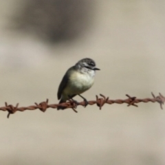 Acanthiza chrysorrhoa at Braidwood, NSW - 13 Aug 2019