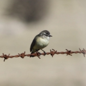 Acanthiza chrysorrhoa at Braidwood, NSW - 13 Aug 2019