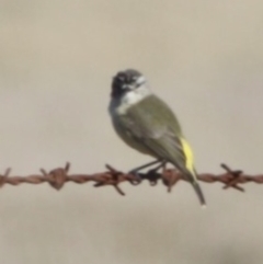 Acanthiza chrysorrhoa at Braidwood, NSW - 13 Aug 2019 02:22 PM