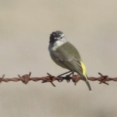 Acanthiza chrysorrhoa at Braidwood, NSW - 13 Aug 2019