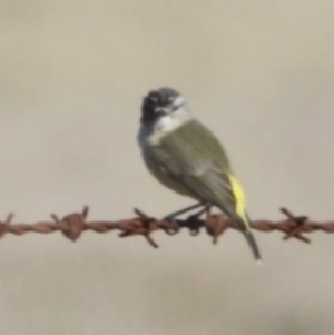 Acanthiza chrysorrhoa at Braidwood, NSW - 13 Aug 2019