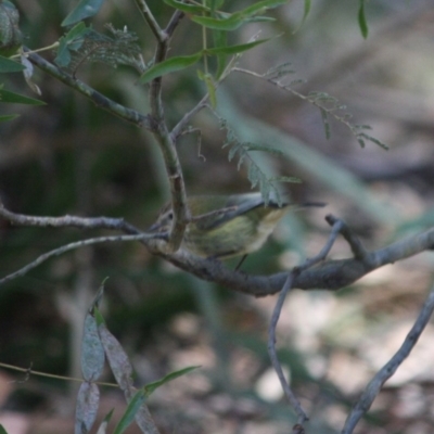 Acanthiza lineata (Striated Thornbill) at Mongarlowe River - 13 Aug 2019 by LisaH