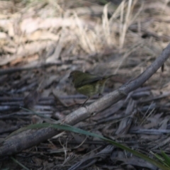 Acanthiza lineata at Mongarlowe, NSW - 13 Aug 2019 02:45 PM