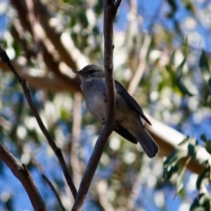 Colluricincla harmonica at Mongarlowe, NSW - 13 Aug 2019 02:52 PM