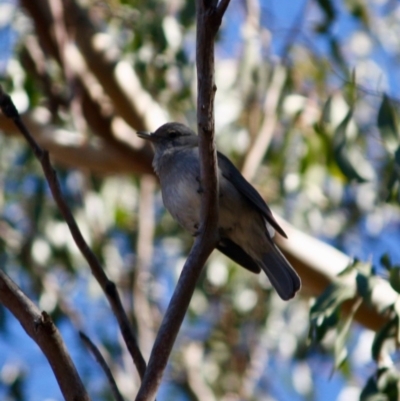 Colluricincla harmonica (Grey Shrikethrush) at Mongarlowe, NSW - 13 Aug 2019 by LisaH