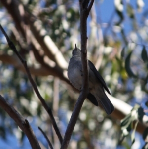 Colluricincla harmonica at Mongarlowe, NSW - 13 Aug 2019 02:52 PM