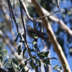 Colluricincla harmonica at Mongarlowe, NSW - 13 Aug 2019 02:52 PM