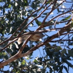 Manorina melanocephala (Noisy Miner) at Mongarlowe, NSW - 13 Aug 2019 by LisaH