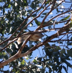 Manorina melanocephala at Mongarlowe, NSW - 13 Aug 2019