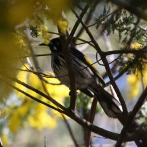 Phylidonyris novaehollandiae at Royalla, NSW - 13 Aug 2019